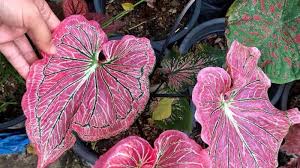 Beberapa jenis memiliki satu warna. Cara Menanam Dan Merawat Tanaman Impor Keladi Thailand Perhatikan Waktu Penyiraman Tribun Batam