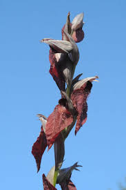 Image result for Thunbergianthus ruwenzoriensis