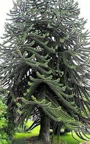 Check spelling or type a new query. 49 Monkey Puzzle Trees Ideas Monkey Puzzle Tree Tree Plants