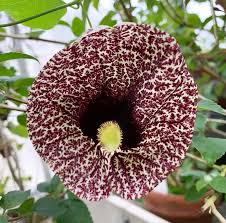 Image result for Aristolochia littoralis