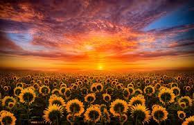 Sunset over sunflower fields of colorado. Sun Flowers Light Flower Desktop Wallpaper Sunflower Sunset Sunset Wallpaper