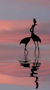 Bird A La Mode Reddit 2020 Flamingo Silhouettes Flamingo Pictures Flamingo Wallpaper Cute Wallpaper Backgrounds