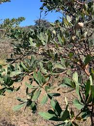 Image result for Grewia microthyrsa