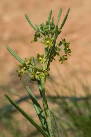 Image result for Thesium singulare