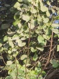 Image result for Cordia sp.A.