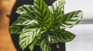 Maybe you would like to learn more about one of these? Calathea Guide How To Take Care Of A Calathea Plant