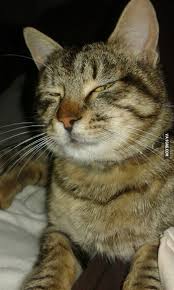 Image result for suspicious cat
