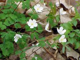 Image result for Isopyrum nipponicum