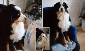 A Dog That Destroys A Family S Christmas Tree Angel Looks Guilty Daily Mail Online