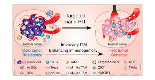 Targeted Nanophotoimmunotherapy Potentiates Cancer Treatment by Enhancing  Tumor Immunogenicity and Improving the Immunosuppressive Tumor  Microenvironment | Bioconjugate Chemistry