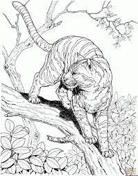 Tiger Ausmalbilder Malvorlagen Ausmalen Ausmalbilder