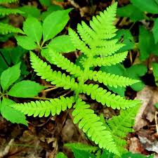 Image result for Thelypteridaceae