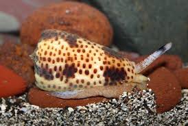 Live Puncticulis Vautieri Kiener 1845 Live Animaux Oiseaux Poisson