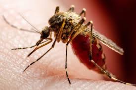 Why do mosquitoes bite you more?  Such clusters form on the head, making it difficult to get rid of them, know the real reason.