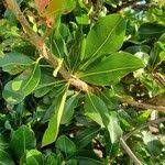 Image result for Manilkara mochisia