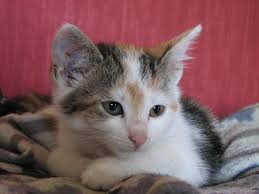 Katzen sind wunderbare tiere, die durch ihre eleganz und ihr süßes auftreten die herzen der menschen im sturm erobern. Katze Und Baby Haltung Catplus De