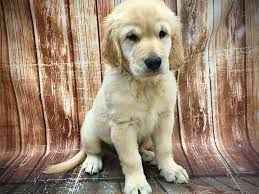 We did not find results for: 2l9uwh1ubcp16m