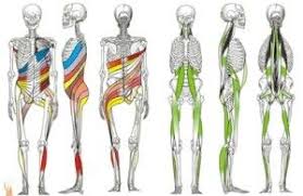 Pin Em Anatomie