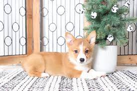 Petland florida has top quality puppies from the top 2% usda breeders available for purchase. 15 Hq Pictures Corgi Puppies Tampa Florida Free Corgi Mix Tampa Bay Area Mycorgi Com Giomhrssesgtpo