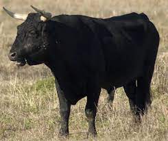 Namun, terdapat beberapa spesies sapi liar lain yang keturunannya didomestikasi, termasuk sapi bali yang juga diternakkan di indonesia. Banteng Sapi Apakah Banteng Benar Benar Membenci Warna Merah