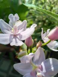 Image result for Calanthe sylvatica