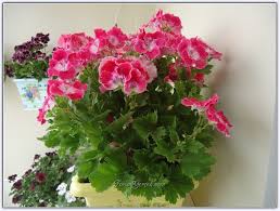 Sardunya Ciceginin Bakimi Cesitleri Pelargonium Sayfa 28 Forum Gercek Sardunya Ev Icinde Bitki Bakimi Cicek