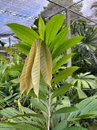 Image result for Uvariodendron
