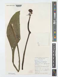 Image result for Scadoxus cinnabarinus