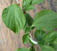 Image result for Pouzolzia mixta