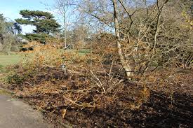 Image result for Hamamelis mollisi