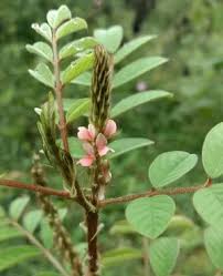 Image result for Indigofera hedyantha