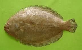 Image result for Pseudobromus