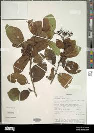 Image result for Ehretia cymosa