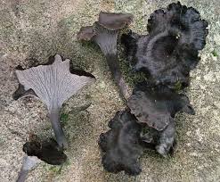 Image result for Craterellus fallax
