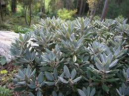 Rhododendron Yakushimanum Golfer Rhododendron Plants Garden Planning