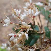 Image result for Lindackeria dentata