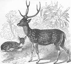 The Indian Spotted Deer Antique Print 1894 Asian Art Deer Drawing Art Prints