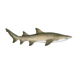 Tiger sharks have no natural predators. Spot A Shark Usa Engaging Citizen Scientists In Sand Tiger Shark Research