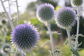 Image result for Sphaeranthus randii