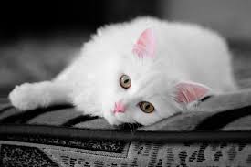 Black And White Cat With Pink Nose Pink Ears And Pink Nose Cute Cats And Kittens Angora Cats Beautiful Cats Pictures