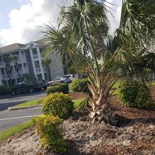 Located outside cape town, south africa, and boasting approximately 2000 species of plants. Cactus Sands Landscapes 10 Photos Landscaping 5814 N Kings Hwy Myrtle Beach Sc Phone Number Yelp