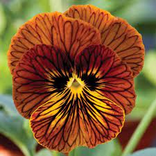 Tiger Eye Red Pansy Flower Seeds Veseys Pansies Flowers Pansies Flower Seeds