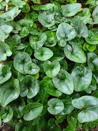 Image result for Aframomum wuerthii