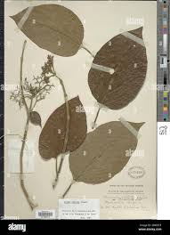 Image result for Premna velutina