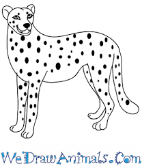 This is a perfect art project to challenge your kids to finish the background. How To Draw A Cartoon Cheetah