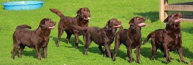 Did you scroll all this way to get facts about chocolate lab puppy? Lakobie Labs Labrador Retrievers Breeder Roanoke Va Labrador Retriever Breeder