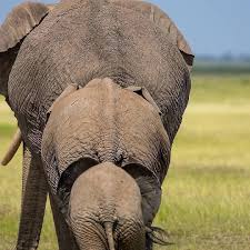 Use Your Imagination And Put Your Caption In The Comments Photo Credit Heart Elephant Follow Us Africansafariconnection Filiz Hayvan Resim