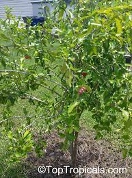 We did not find results for: Toptropicals Com Barbados Cherry Equal To 65 Oranges