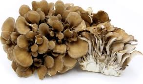 maitake mushrooms information recipes