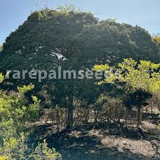 Image result for Dipsacus pinnatifidus